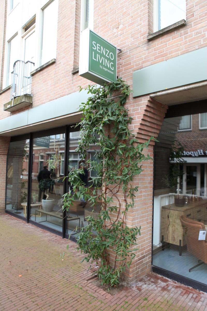 Voorbeeld van een groene gevel in de Ratumsestraat in Winterswijk